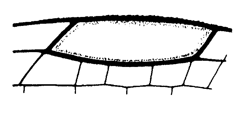 couplet drawing