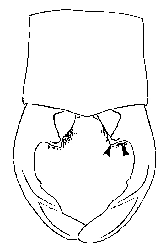 couplet drawing