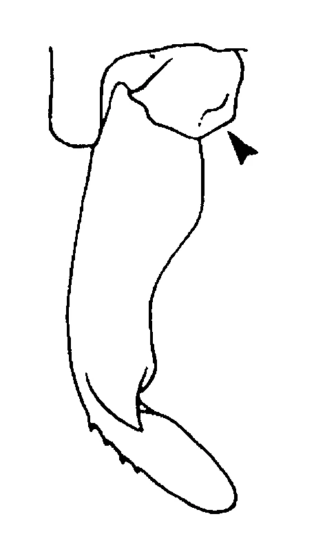 couplet drawing