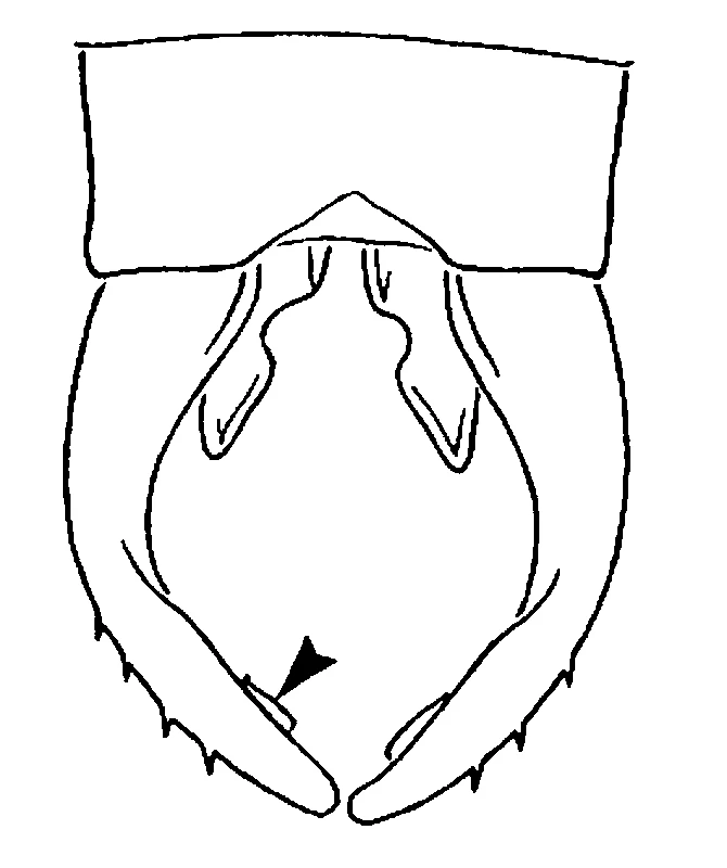 couplet drawing