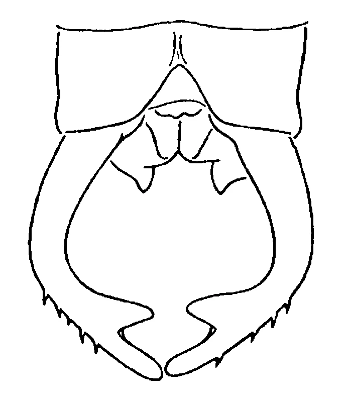 couplet drawing