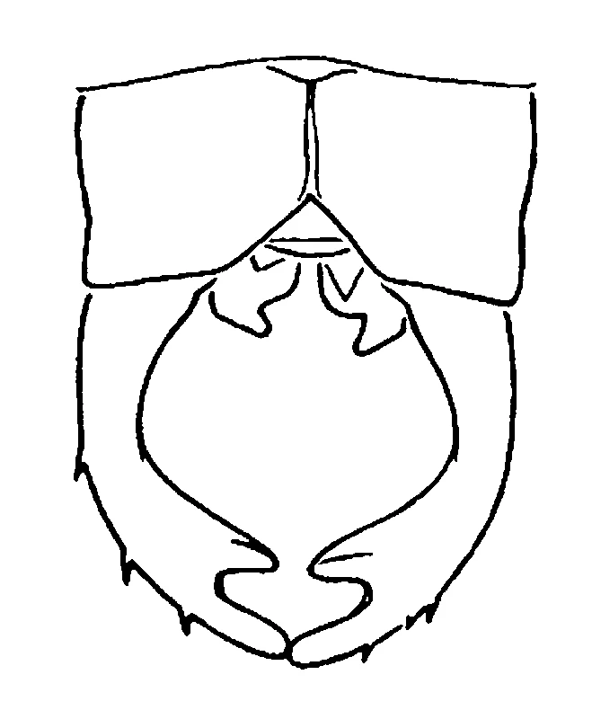 couplet drawing