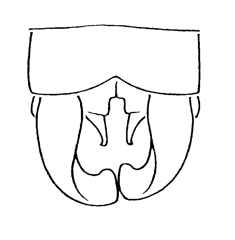 couplet drawing