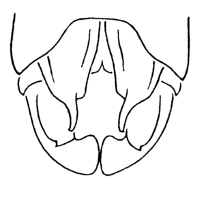 couplet drawing