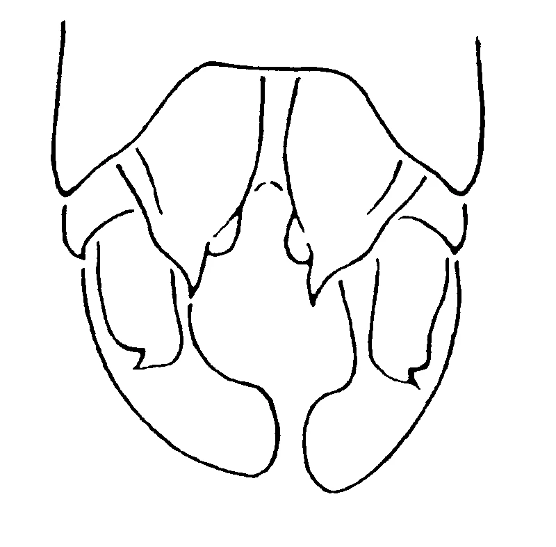 couplet drawing