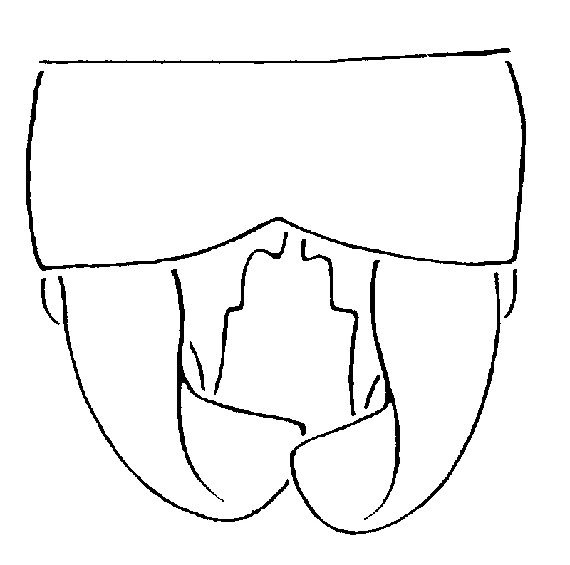couplet drawing