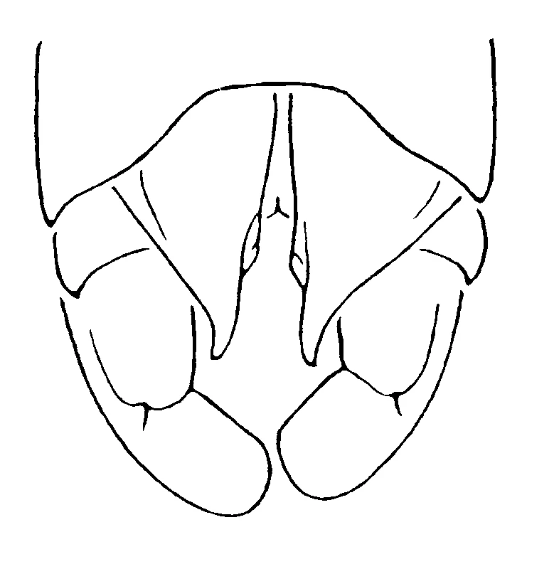 couplet drawing