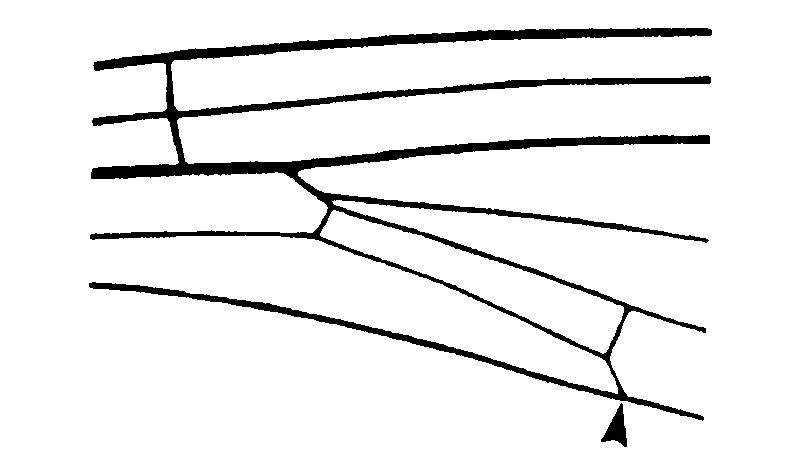 couplet drawing