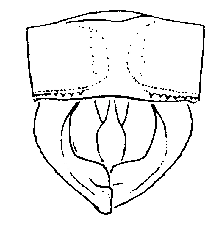 couplet drawing