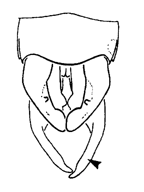 couplet drawing