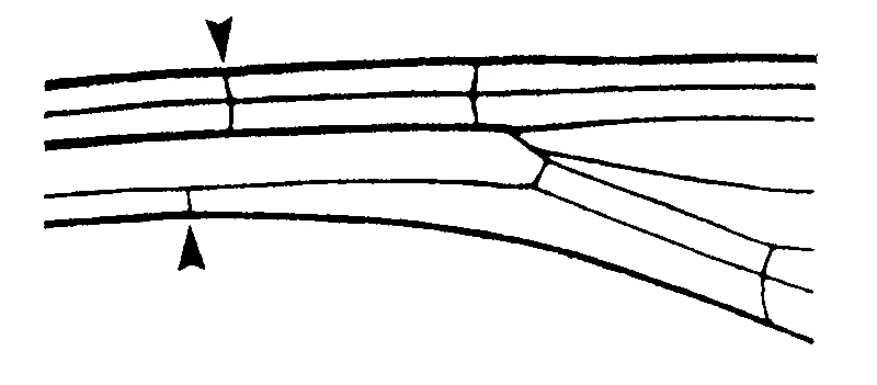 couplet drawing