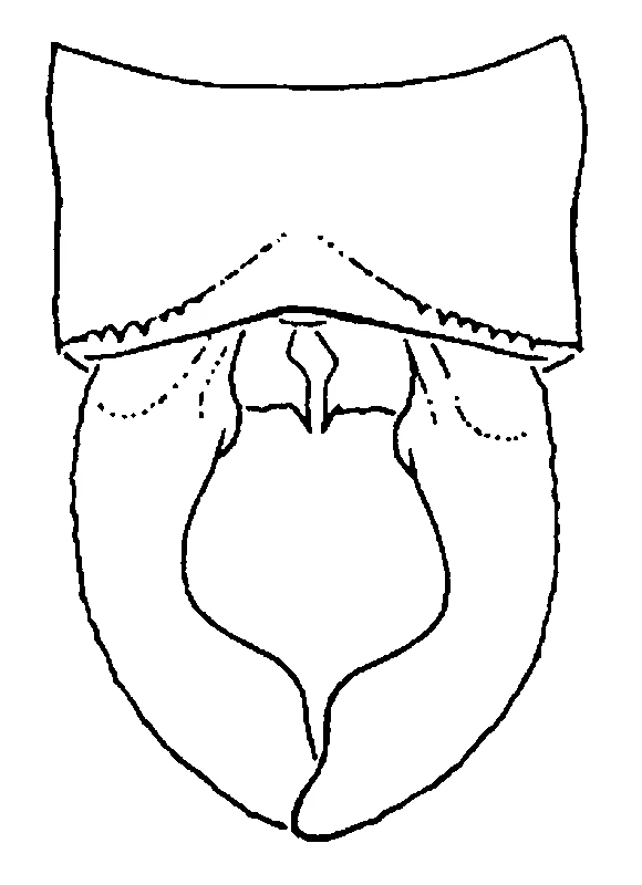 couplet drawing