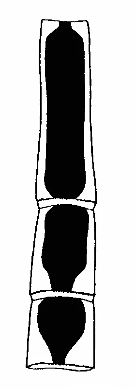 couplet drawing