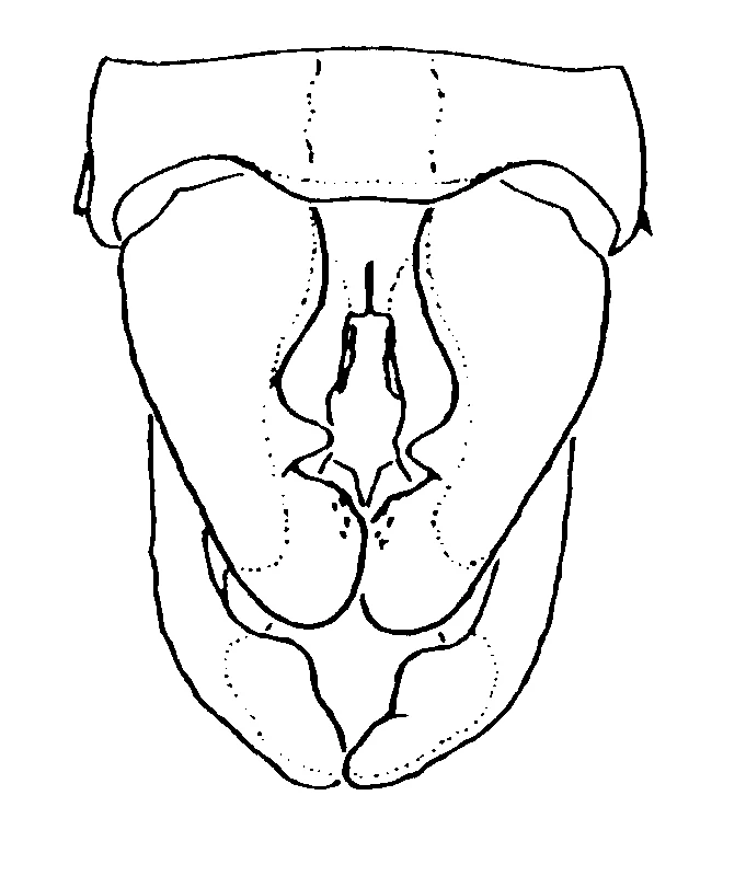 couplet drawing