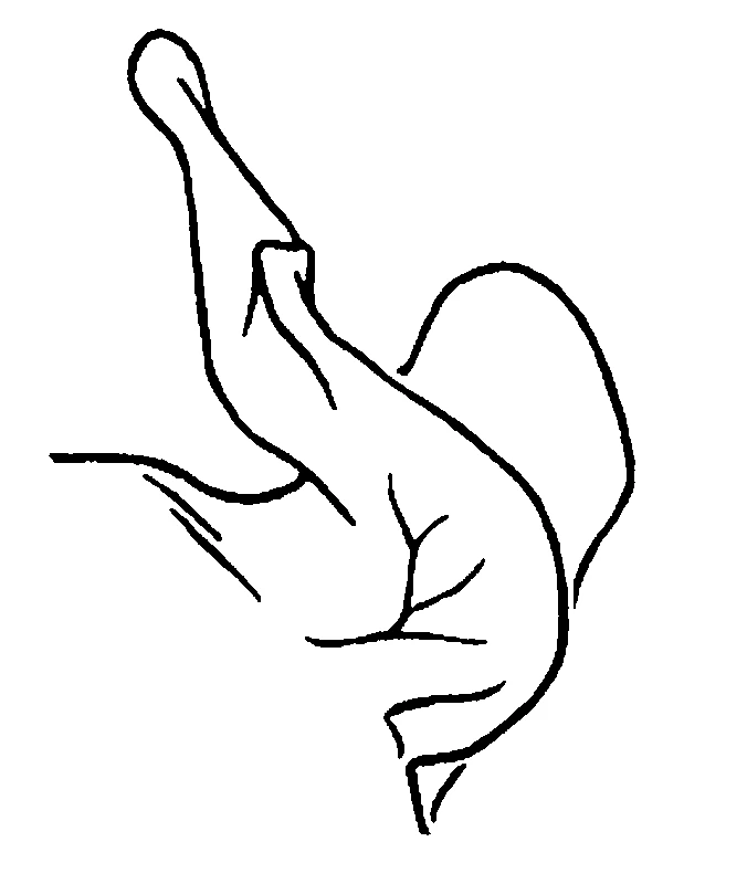 couplet drawing