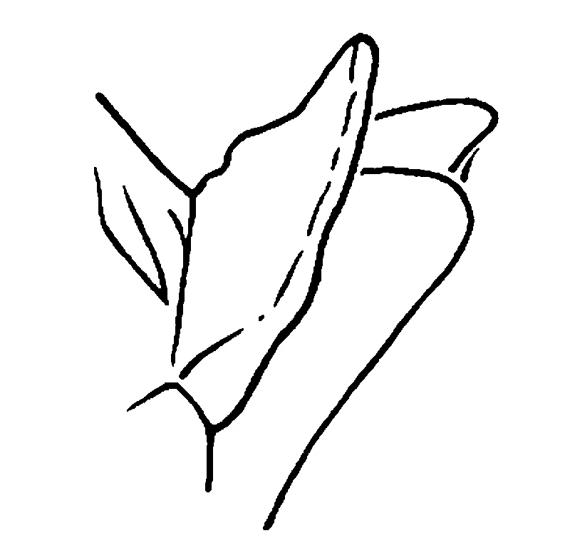 couplet drawing