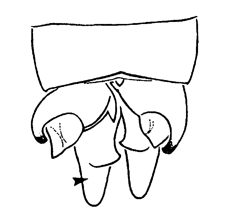 couplet drawing