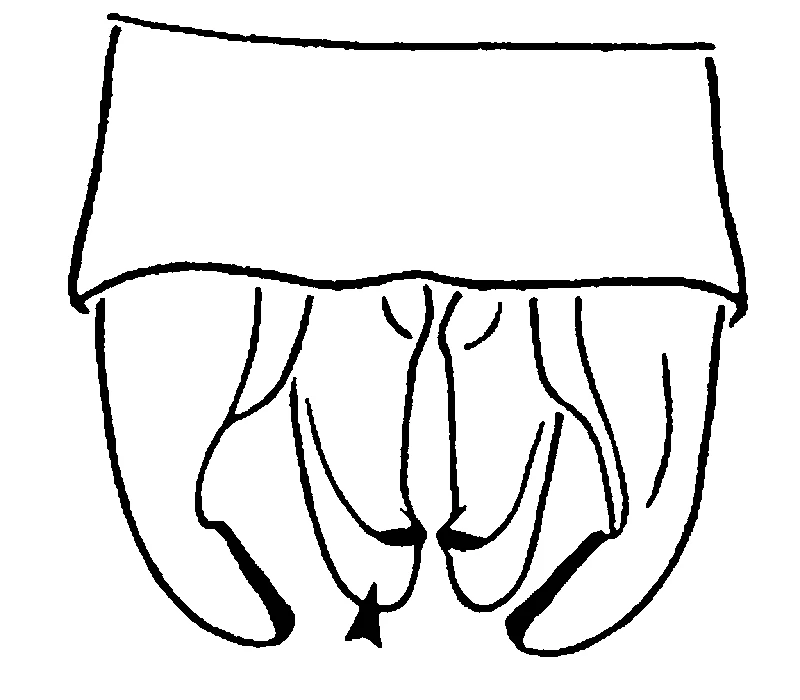 couplet drawing