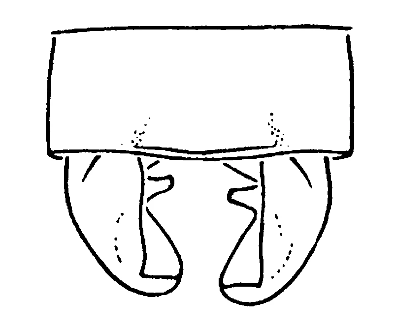 couplet drawing