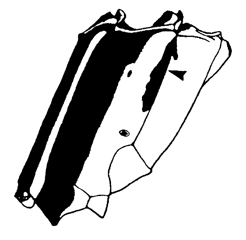 couplet drawing