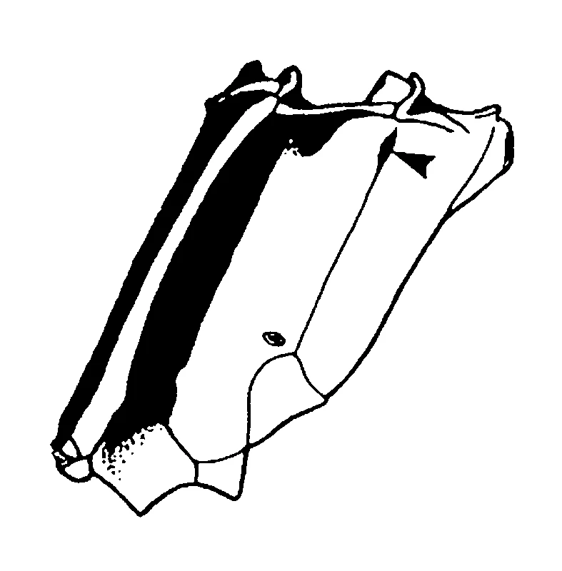 couplet drawing