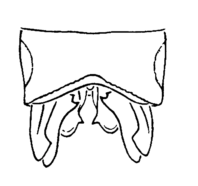 couplet drawing