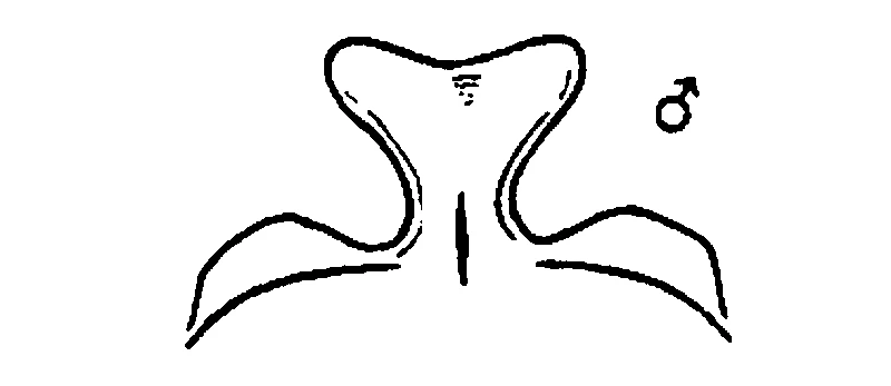 couplet drawing