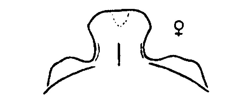 couplet drawing