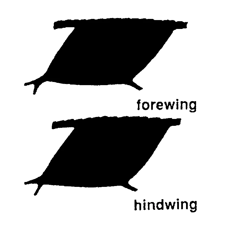 couplet drawing