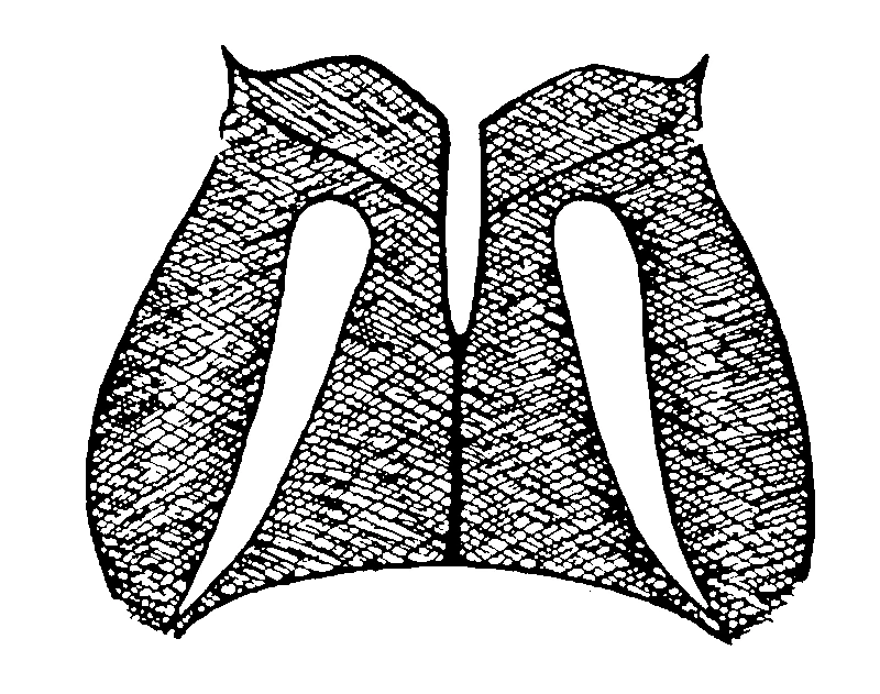 couplet drawing