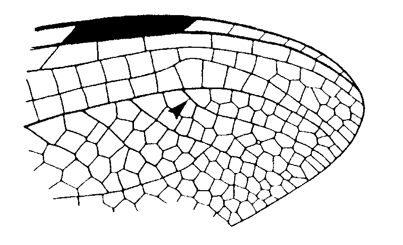 couplet drawing