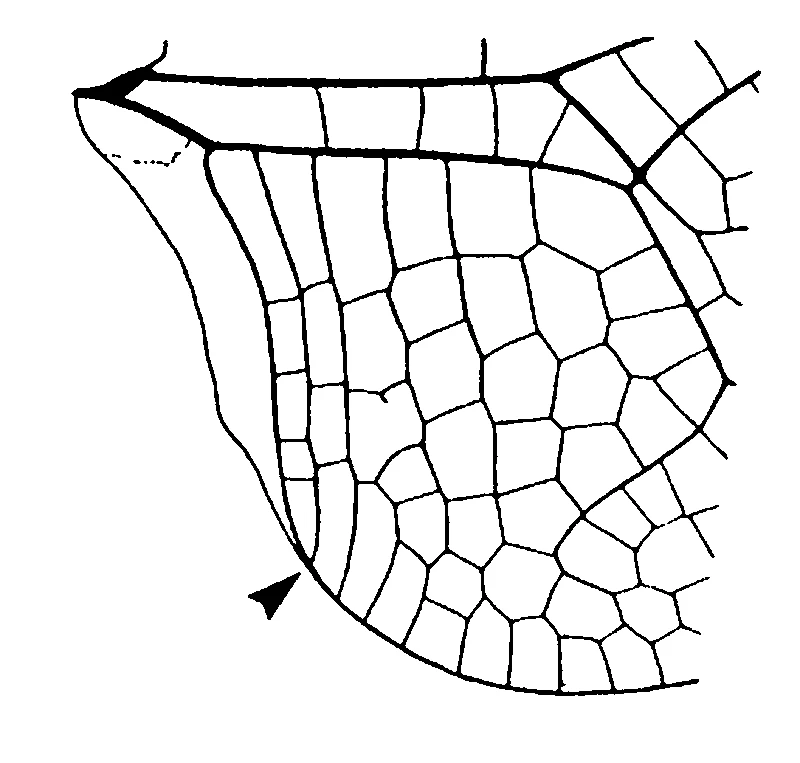 couplet drawing