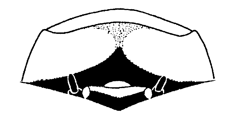 couplet drawing
