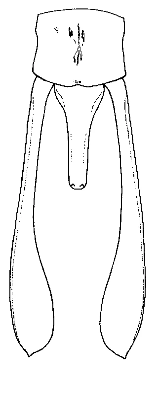 couplet drawing