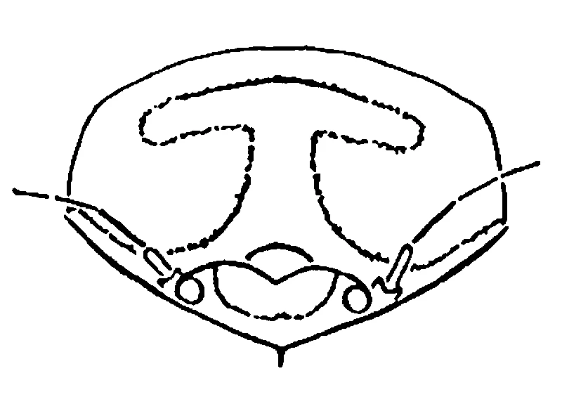 couplet drawing