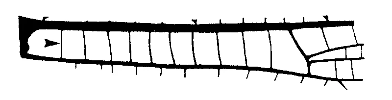 couplet drawing