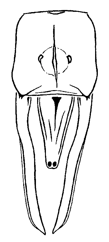 couplet drawing