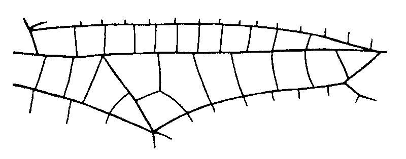 couplet drawing