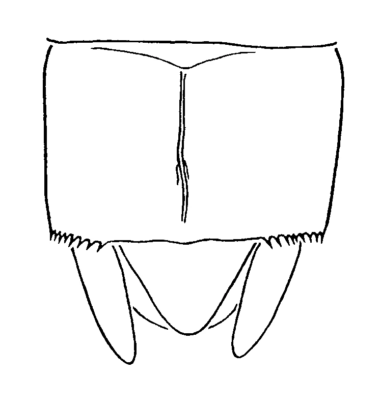 couplet drawing