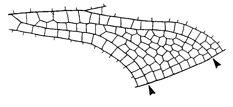 couplet drawing