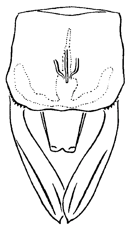 couplet drawing