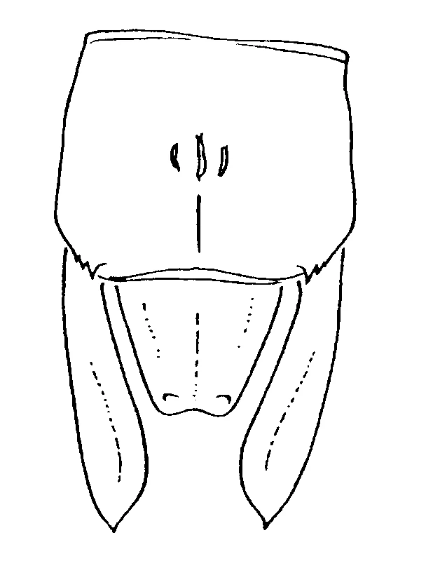 couplet drawing
