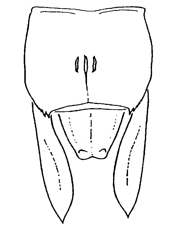 couplet drawing