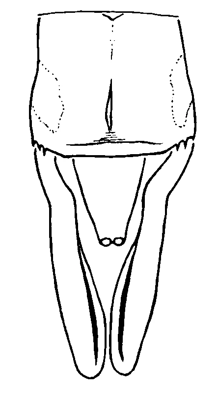 couplet drawing