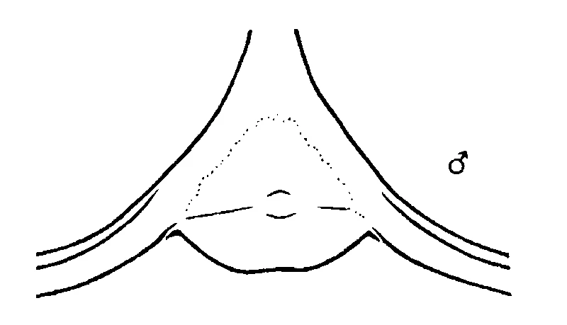 couplet drawing