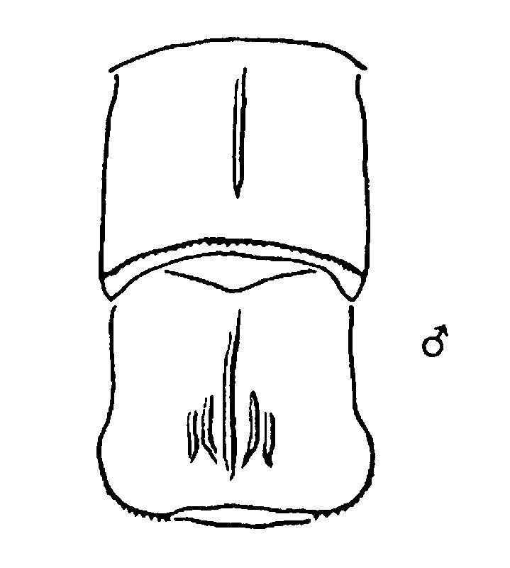 couplet drawing
