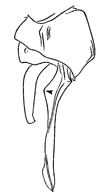 couplet drawing