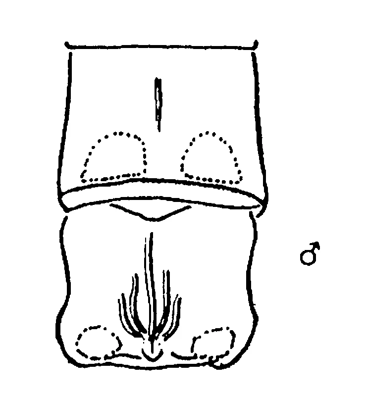 couplet drawing