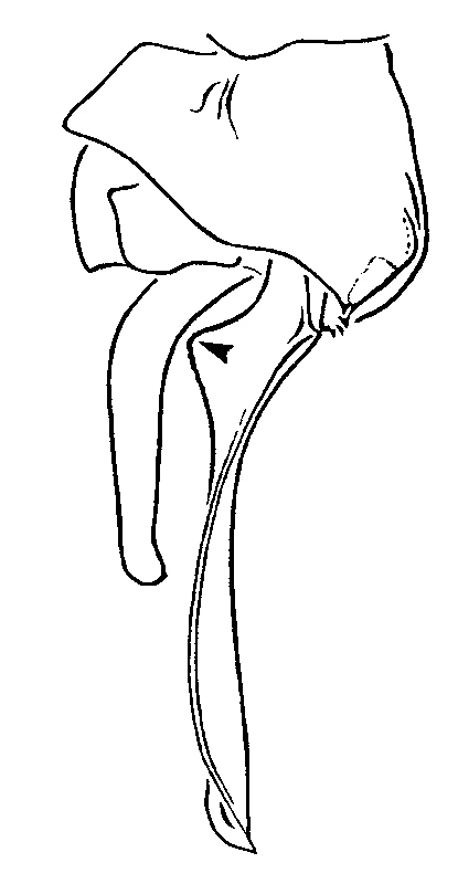 couplet drawing