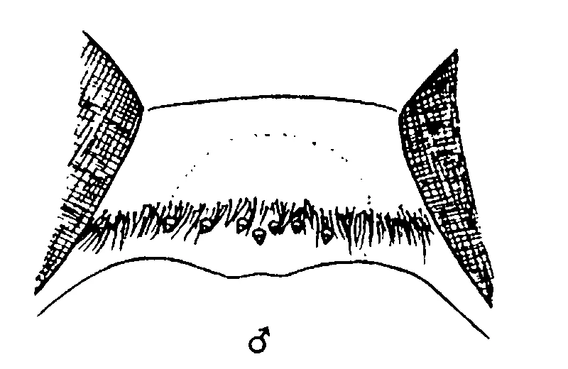 couplet drawing
